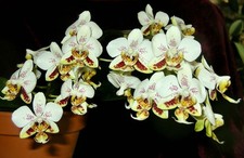 Phalaenopsis stuartiana | mottled foliage | SapphireChild Orchids picture
