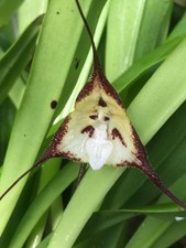 Rare large Dracula cordobae Orchid with 2 blooms picture
