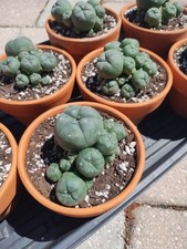 Rare Seed Grown Cactus Clusters 2.75-3.5in Diameter picture