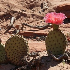 Beavertail Cactus 'Red Canyon' (Opuntia auera) COLD HARDY picture