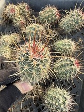 Echinocereus lindsayi Succulent cactus seedgrowth Garden Décor Boutique 2PCS picture