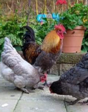 6+ Blue Black Splash (BBS) Marans Hatching Eggs picture