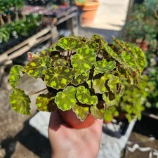 Begonia Tiger Paws | Rare Begonia | 4in pot picture