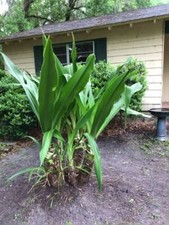 White Colosal Crinum Asiaticum | Unique Find | Rare | 1 Plant 4in Pot picture