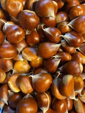Fresh Sweet Chestnuts from Washington State 10 lbs Assorted sizes picture