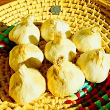 Polish GARLIC Bulbs 1/2 - 10lbs Fresh Organic Heirloom Hardneck Plant or Eat picture