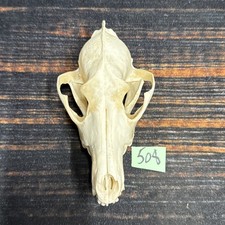 Coyote Skull Unique Animal Mount Man cave Western Decor Craft Unique Gift Art picture