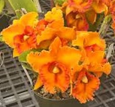 Cattleya Rlc Nakornchaisri Sunset No 2 Live Orchid Plant 2BB30 picture