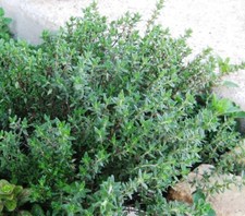 1000+ Thyme Seeds (Thymus vulgaris) - Heirloom | Non-GMO , Herb Seeds picture