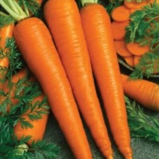 1000+ Imperator 58 Carrot Seeds, Danver, NON-GMO, Heirloom, Fancy , 1000+ Seeds picture