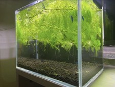 Large Amount Live Hornwort Aquarium Oxygenating Aquatic Pond Plant + Free Snails picture