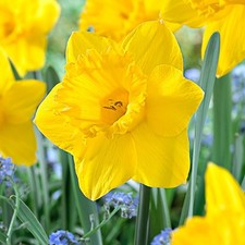 Garden State Bulb Narcissus Trumpet Dutch Master Daffodil Flower Bulbs, 14/16cm picture