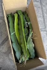🔥FREE SHIPPING🔥 Box Full Of  Live Pitaya Dragon Fruit  cuttings 8-14” ￼ picture