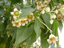 1-1000 PCS Bottletree Tree Seeds Brachychiton Populneus White Red Flower 0177 picture