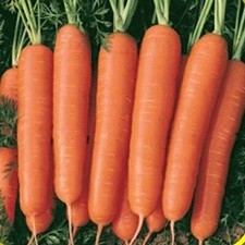 Scarlet Nantes Carrot Seeds | Heirloom / Non-GMO |  | 1087 picture