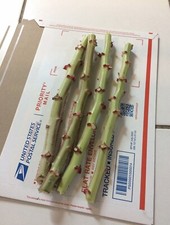 Organic Sweet Red Cassava Yuca Manihot Esculenta/ 5 Cuttings / Yuca Cuttings picture