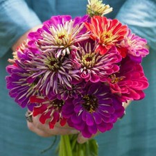 Zinnia METEOR SHOWER Mixed Colors 5