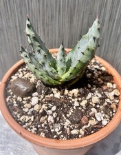 Aloe Marlothii Mountain Tree Aloe Succulent Plant  picture