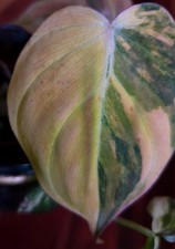 Rare Philodendron Pink Albo Micans 7