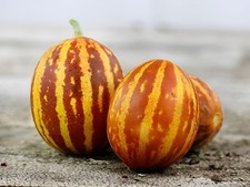 30 Heirloom Rich Sweetness Melon Seeds - Candy Sweet Personal Sized Exotic Melon picture