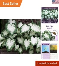 Heirloom Fancy Leaf Caladium Bulbs - Stunning Large Root Plant for Gardens picture