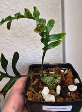 VERY RARE Lecanopteris mirabilis lightly rooted with new leaf forming picture