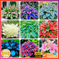 310+ Mixed Color Hosta Seeds for Planting - Hostas Seeds Rare Perennial, Flower picture