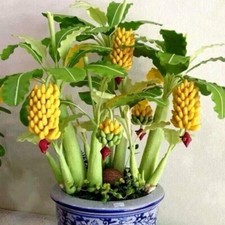 Dwarf Mini Rare Banana Tree Seeds Bonsai Seed Exotic Home Garden Plants100 Seeds picture