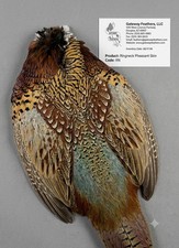 1 Piece - Complete Natural Ringneck Pheasant Skin Pelt picture