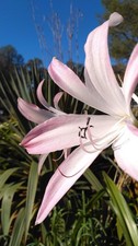 Crinum lily bulbs 4