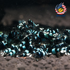 20+2  CBS Crystal Black Shrimp (Mixed Grade S-SSS) Live Aquarium Shrimp picture