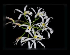 Brassavola Jiminy Cricket x Laelia superbiens Alba Green Orchid Eros 7” Pot picture