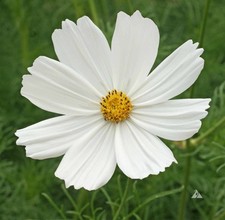 Purity Cosmos Seeds Cosmos bipinnatus   picture