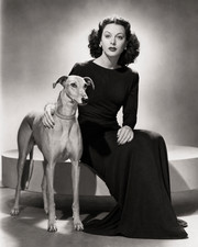 Hedy Lamarr Greyhound Companion Vintage Portrait Art/394407347 picture