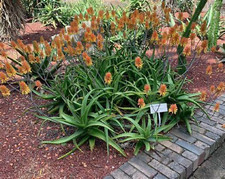 Aloe Camperi Flowering Succulent | Fast Growing 10 SEEDS USA POST picture