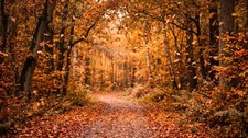 Digital Image Picture Photo Wallpaper Background Desktop AI Art Sample Product picture