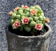 2PCS Raresucculent Aloinopsis schooneesii cactus Cacti Succulent plant 4CM picture