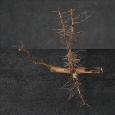 Yellow Groove Running Bamboo Rhizome- Ready to Plant- Qty 1 picture