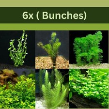 Low Light Aquarium Plant Bundle Live Aquarium Plants BUY 2 GET 1 FREE picture