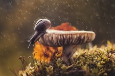 Petzval Modification Helios 44 f,2/58мм KMZ Soviet Lens Dreamy Swirly Bokeh M42 picture