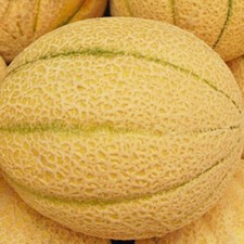Iroquois Melon Seeds  | NON-GMO | Heirloom | Fresh Garden Seeds picture