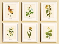 American Yellow Wildflowers, Set 6 Art Prints, Vintage, Cottagecore Wall Decor picture