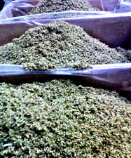 leaves herb DAMIANA Leaf organic cut tea WHOLESALE 1 5 10 15 25 50 100lb  picture