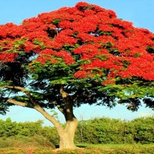 ROYAL POINCIANA RED FLAME TREE SEEDS Delonix Regia Tropical Flamboyant Flower picture