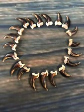 20 REAL COYOTE CLAWS TOES BONE MOUNTAIN MAN CRAFT SKULL JEWELRY EARRING GOTHIC picture