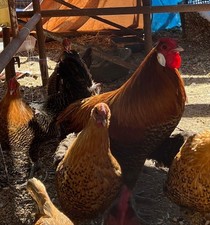 10+ Golden Deathlayer Hatching Eggs Purebred Rare Breed picture