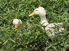 12 White Crested Duck Hatching Eggs picture
