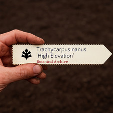 Trachycarpus nanus 'High Elevation' | Yunnan Dwarf Palm | 5 SEEDS - Yunnan dwarf picture