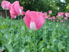RARE-Genuine Afghan Galania Poppy Seeds - 2000 Count (Cold Stratified/US Seller) picture