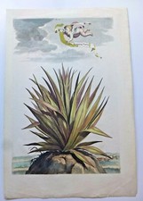  ABRAHAM MUNTING  ENGRAVING  PHYTOGRAPHIA CURIOSA  ALOE PURPUREA LAEVIS picture